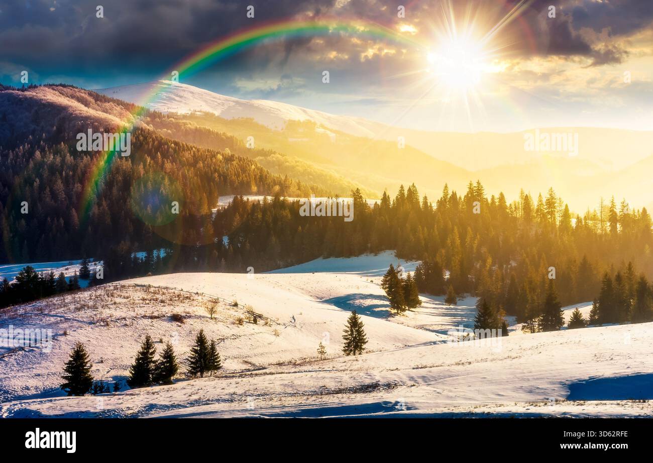 spruce forest on snow covered hills at sunset. rolling winter landscape in mountains in evening light. leadership corporate wallpaper under the rainbo Stock Photo