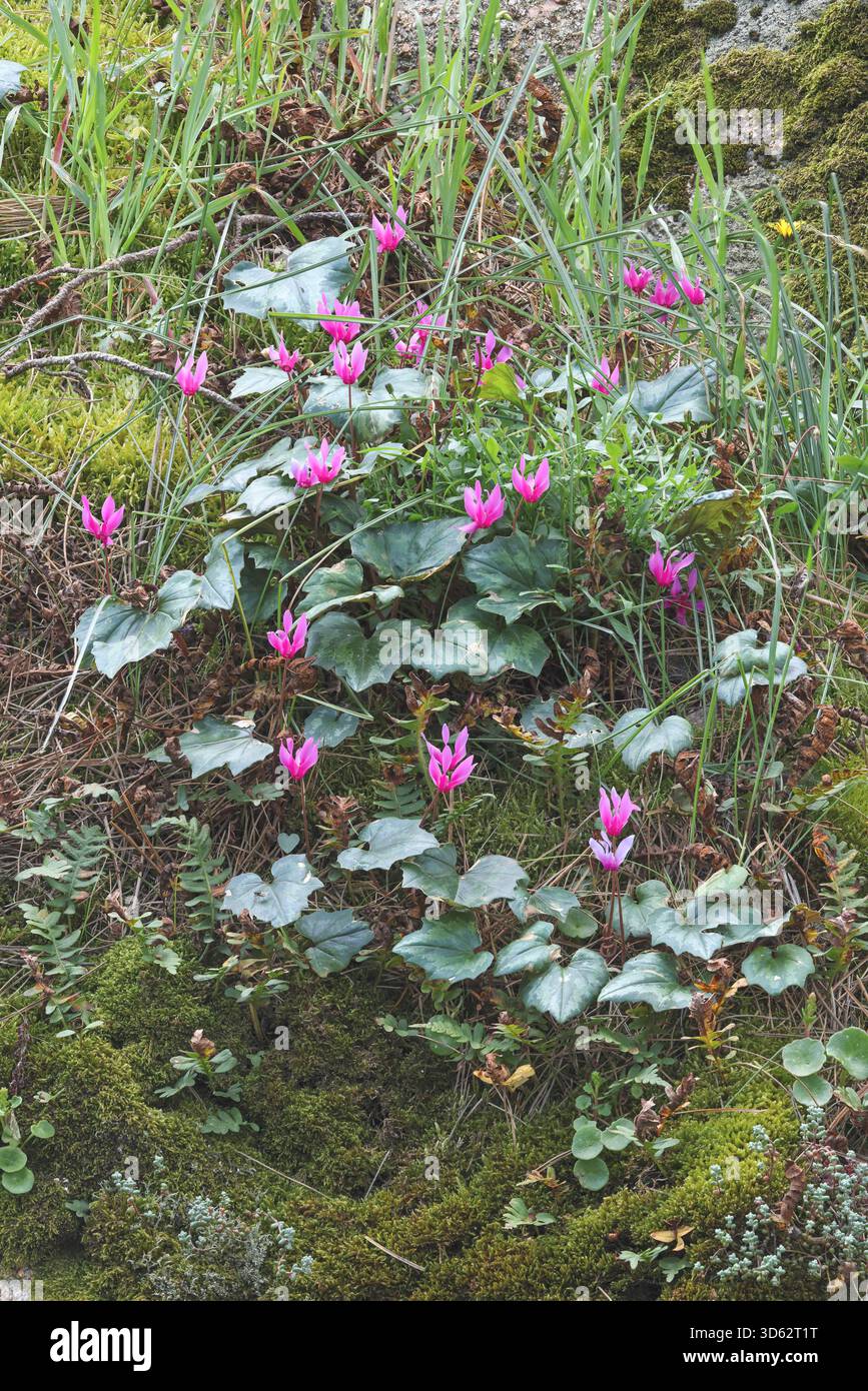 cyclamen (Cyclamen repandum), blooming group, France, Corsica Stock Photo