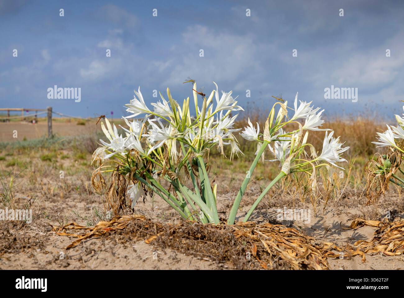 Sea Daffodill (Pancratium maritimum), blooming, Spain, Katalonia Stock Photo