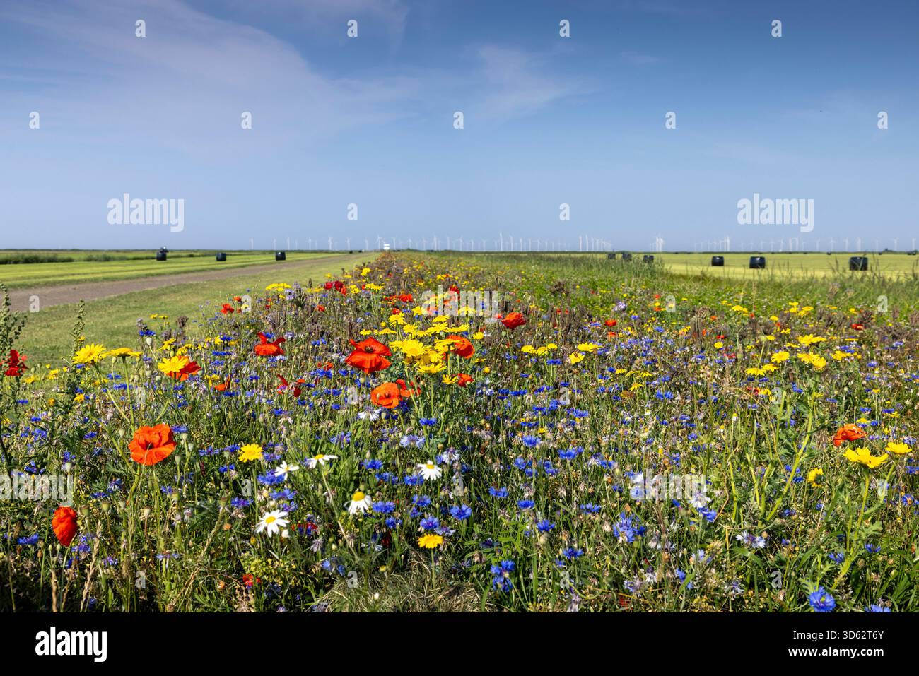 wildflower strip in grassland on Workumer Ward, Netherlands, Frisia, Workum Stock Photo