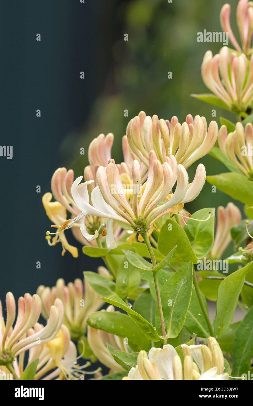 Lonicera periclymenum graham thomas hi-res stock photography and images -  Alamy