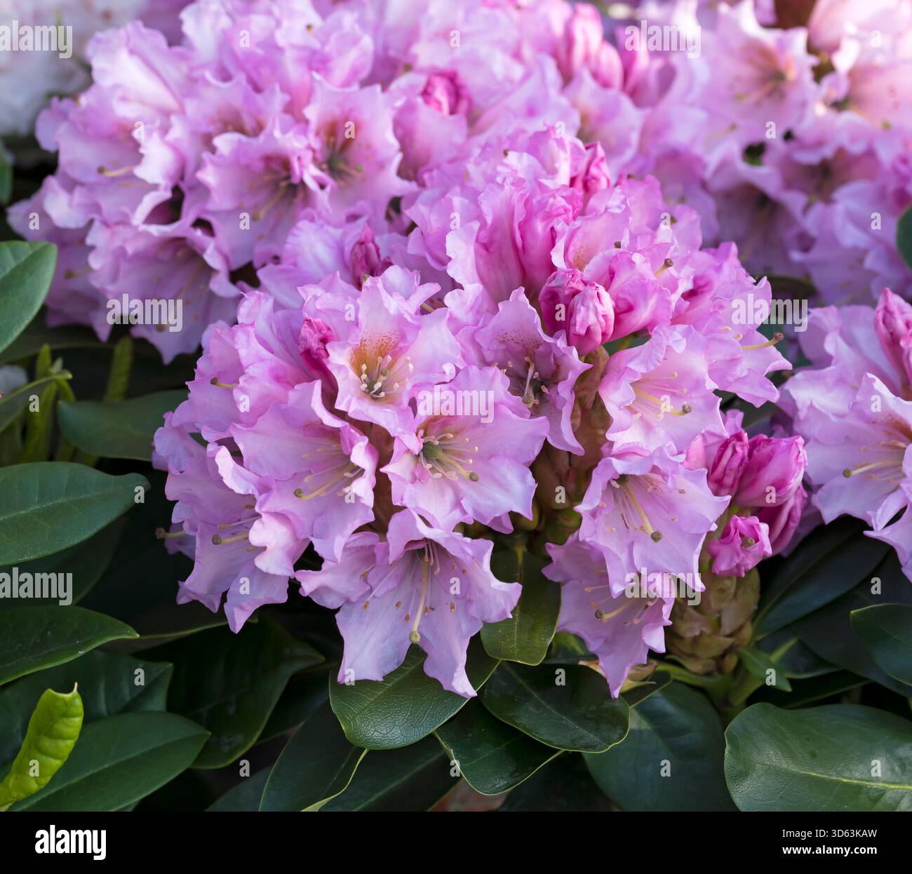 Rhododendron dufthecke hi-res stock photography and images - Alamy