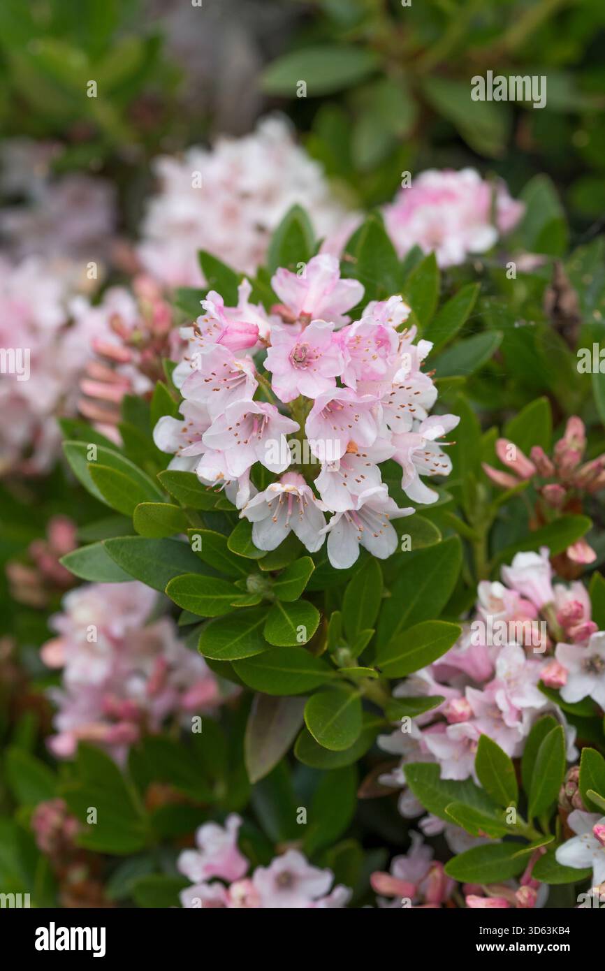 Zwerg-Rhododendron (Rhododendron BLOOMBUX Stock Photo - Alamy