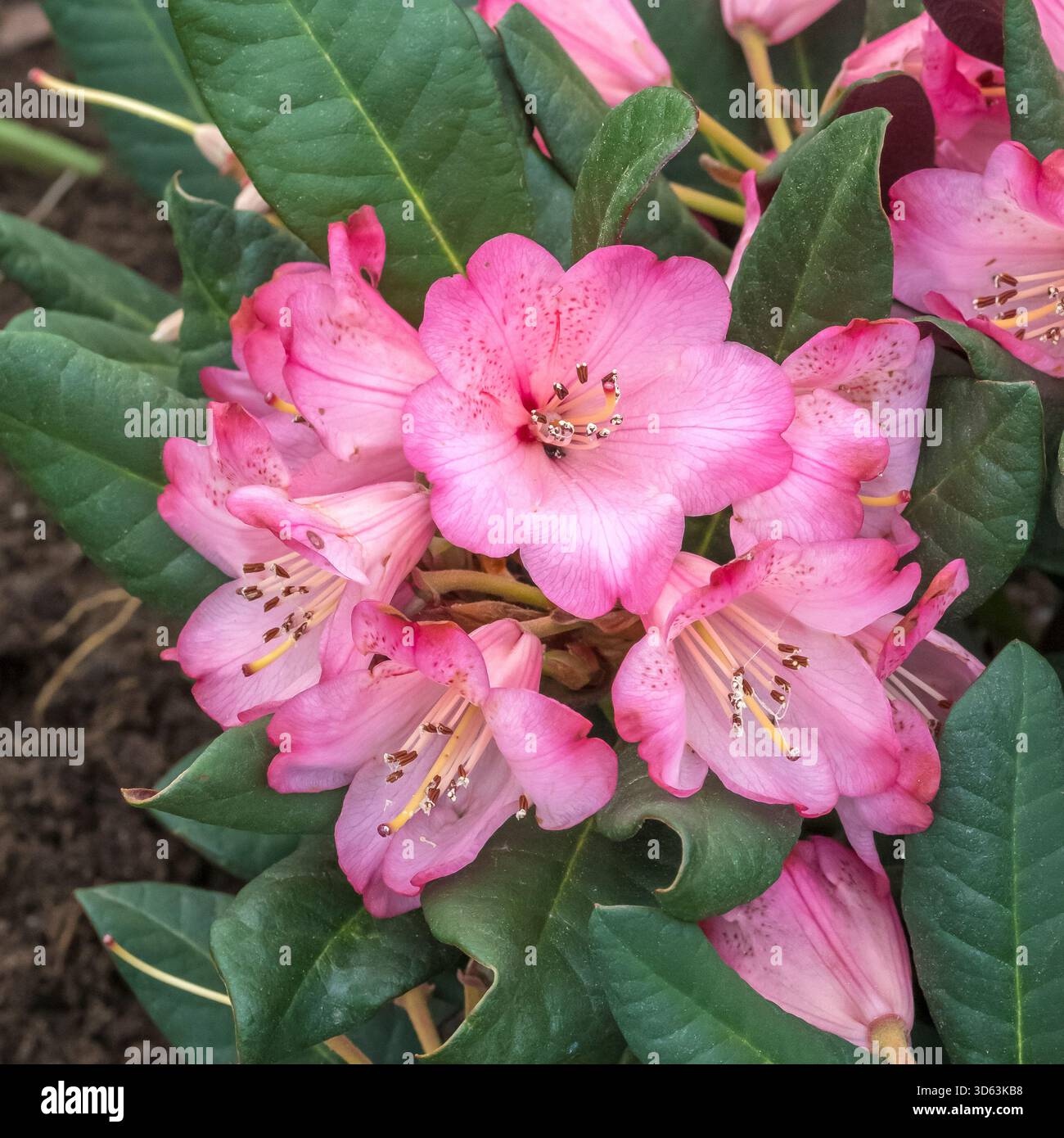 Rhododendron wine hi-res stock photography and images - Alamy