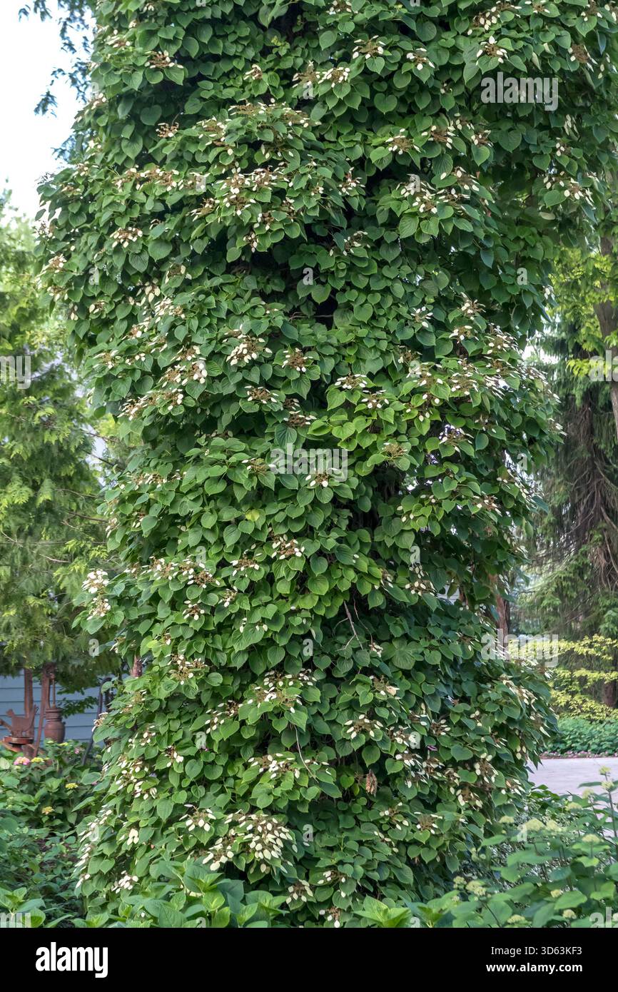Spalthortensie, Schizophragma hydrangeoides Stock Photo