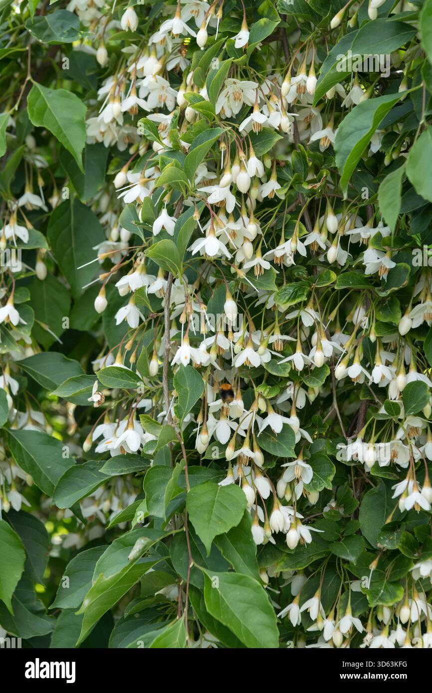 Styrax fragrant fountain hi-res stock photography and images - Alamy