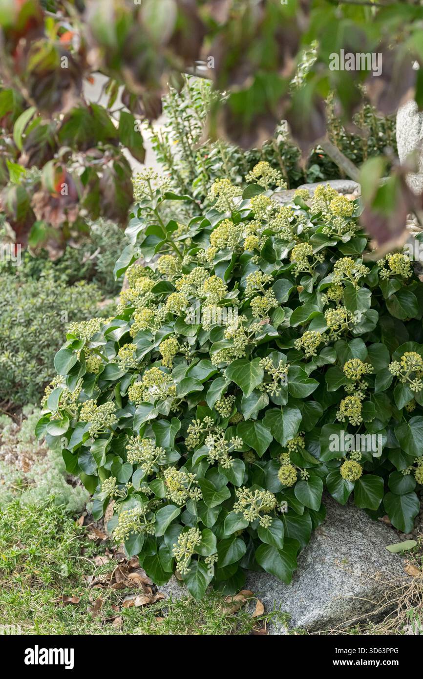 fagus sylvatica 60-80 Blutbuche main image 1