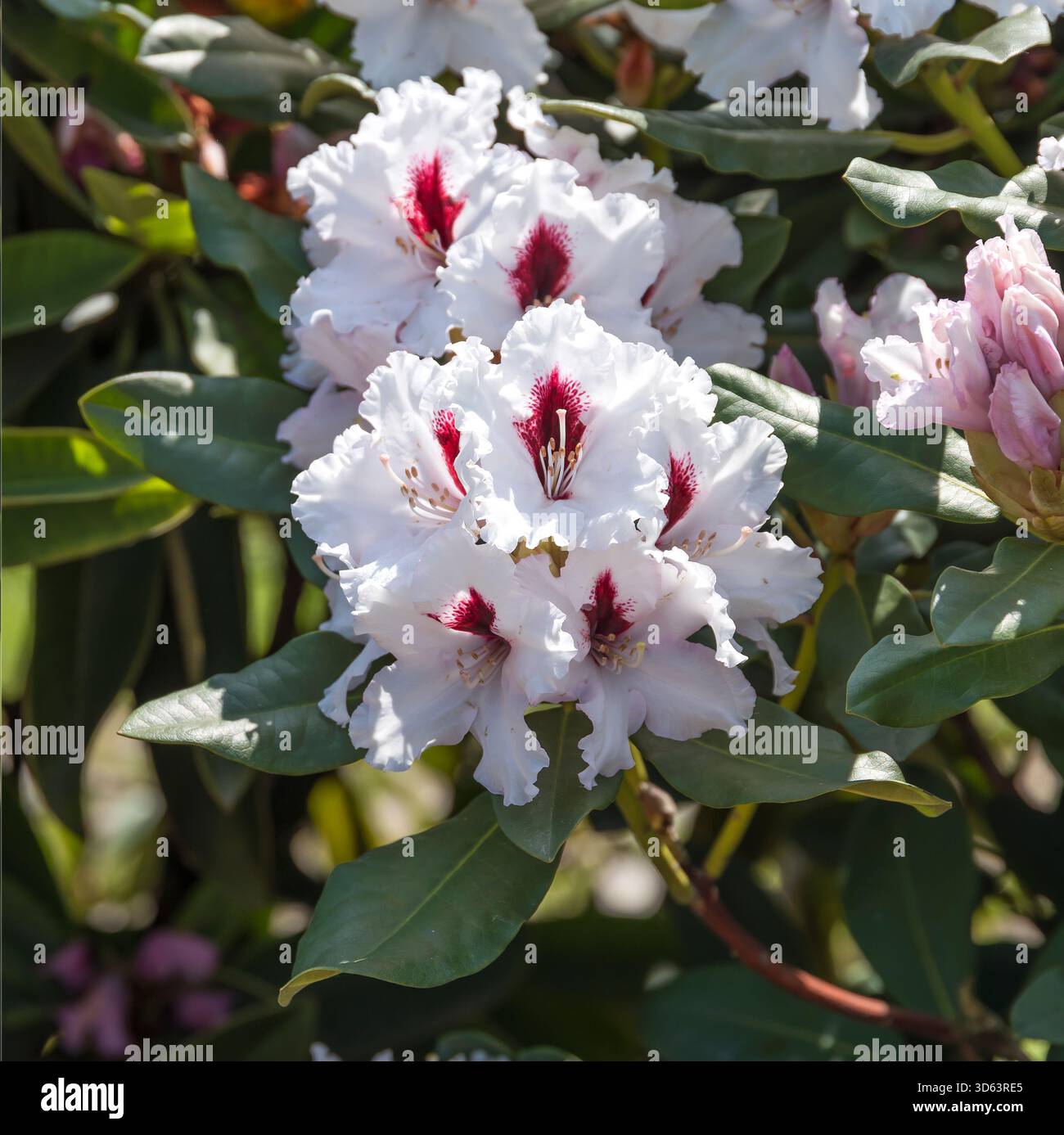 Rhododendron hachmanns picobello hi-res stock photography and images - Alamy