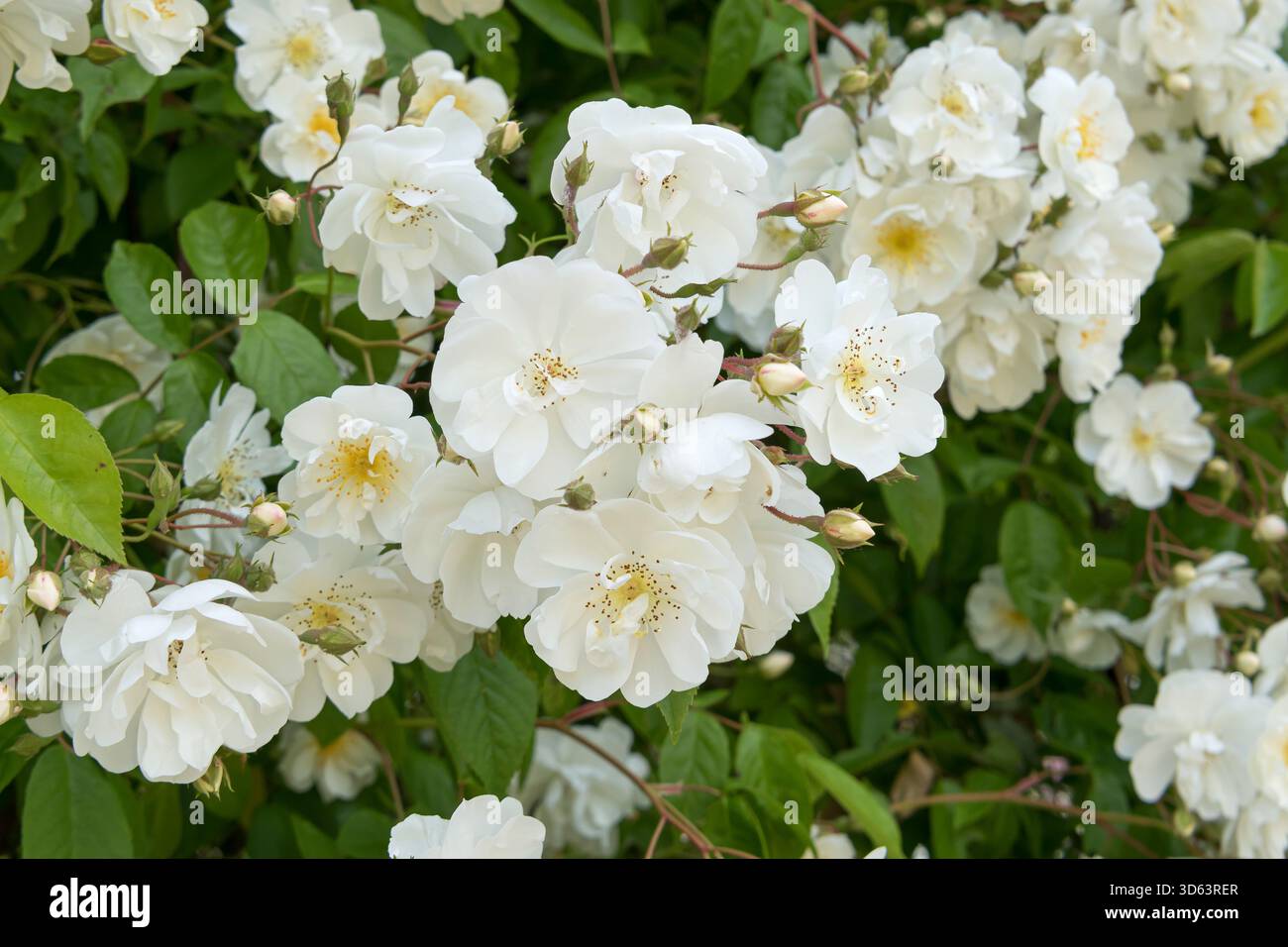 Rambler rose bobbie james hi-res stock photography and images - Alamy