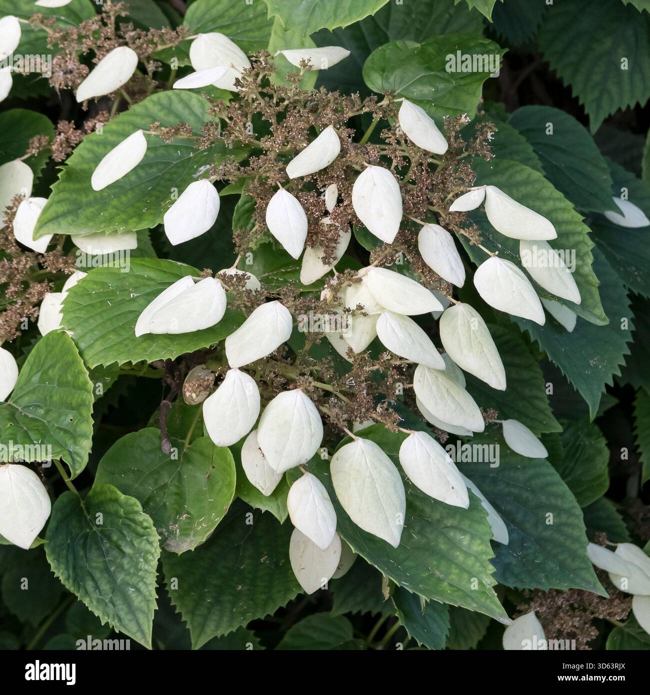 Spalthortensie, Schizophragma hydrangeoides Stock Photo