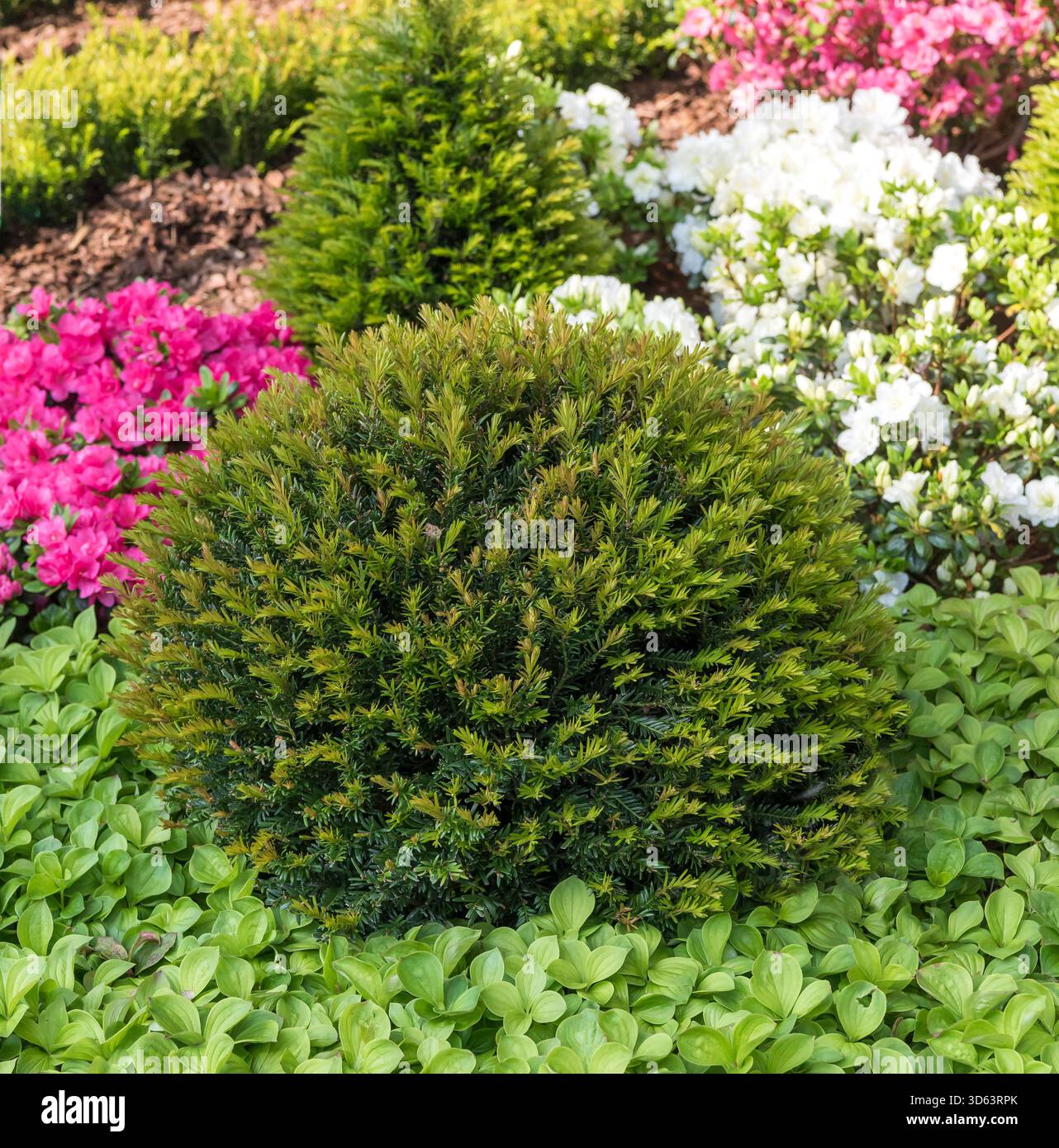 Europische Eibe (Taxus baccata 'Renke's Kleiner Grner' Stock Photo - Alamy