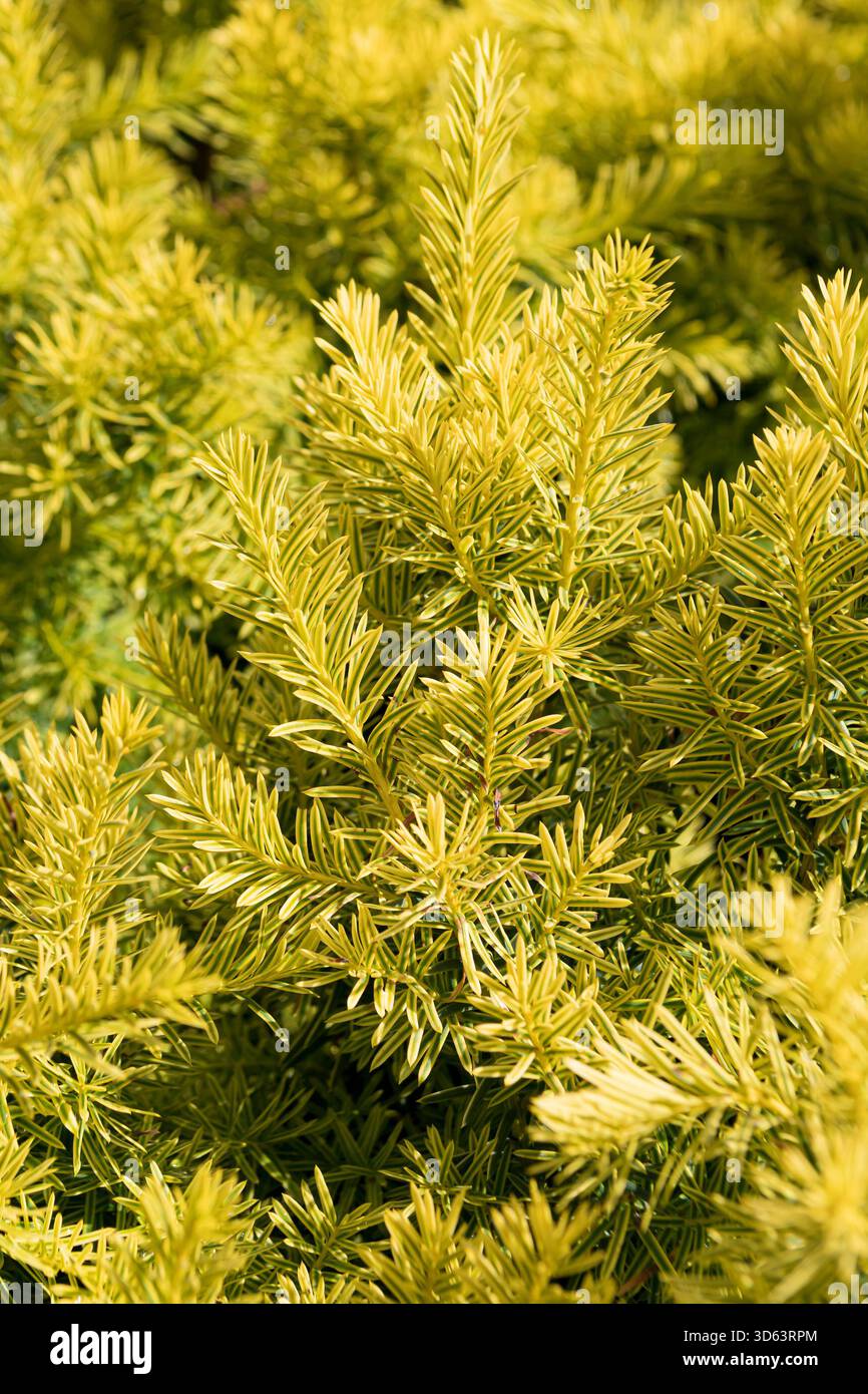 ananas topfpflanze Ananas 