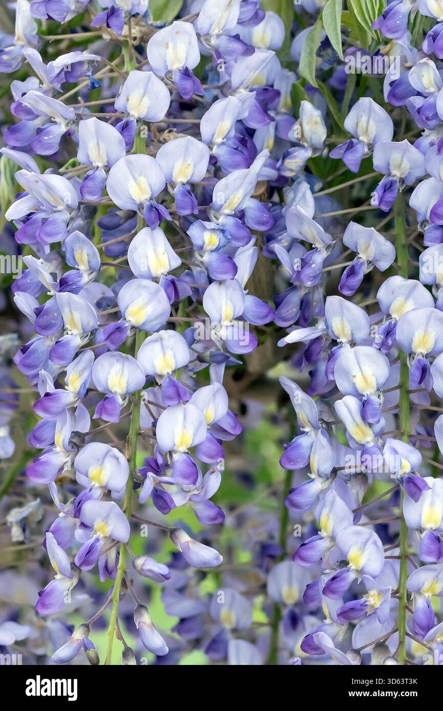 Wisteria floribunda issai hi-res stock photography and images - Alamy