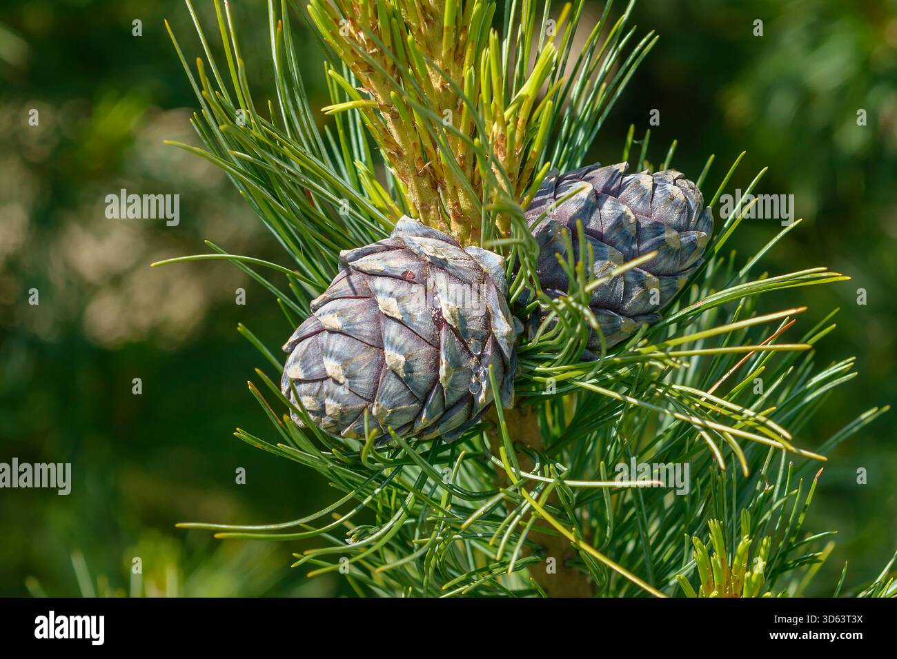 Zirbel Kiefer Pinus Cembra Stock Photo Alamy zirbel-kiefer-pinus-cembra-stock-photo-alamy