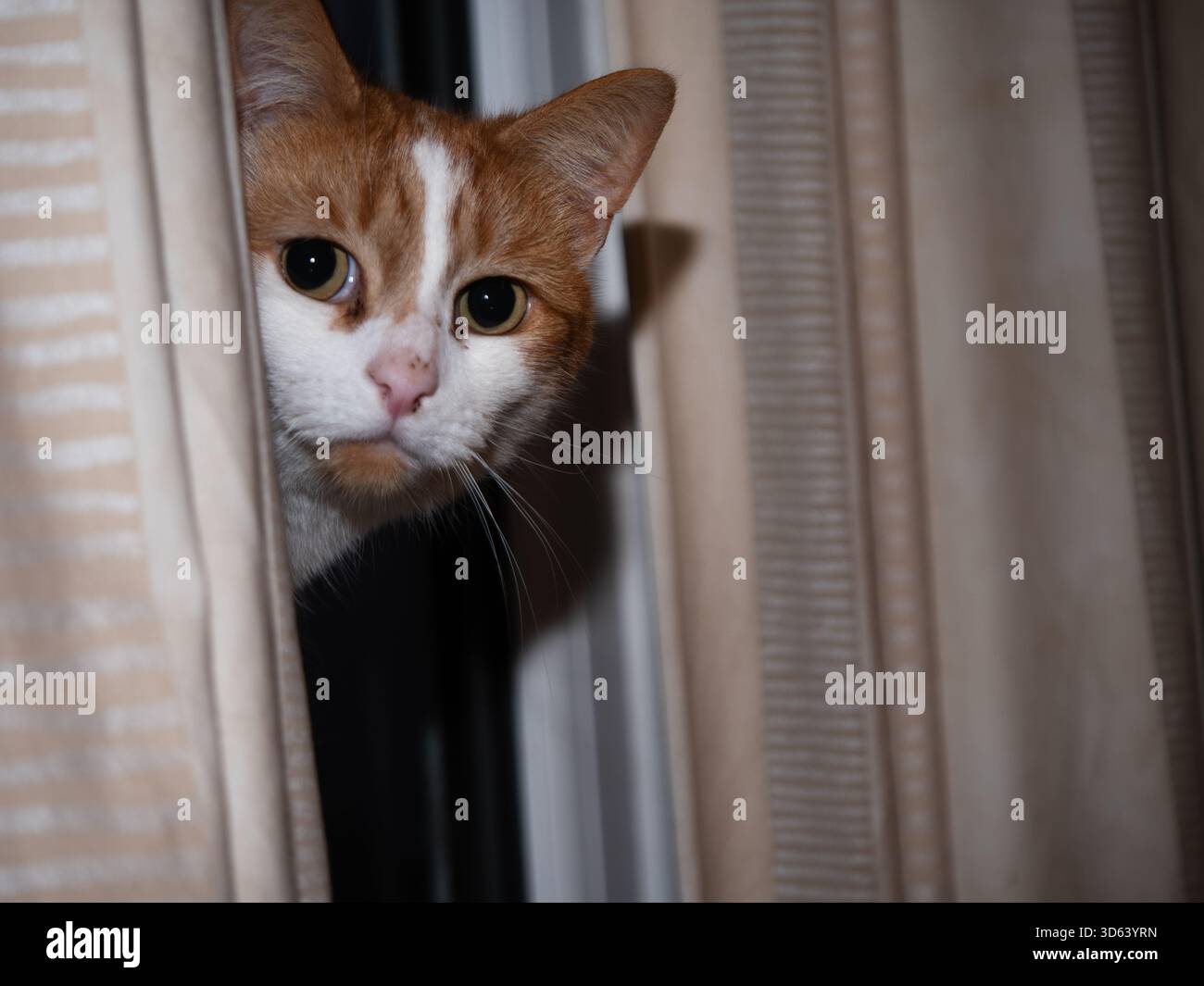 Ginger and white cat looking at camera from behind curtain Stock Photo