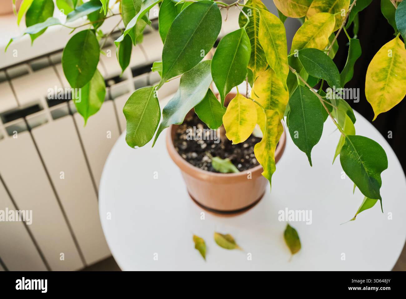 Indoor Ficus plant with drying and falling leaves in pot on white table.  Sick houseplant concept Stock Photo - Alamy
