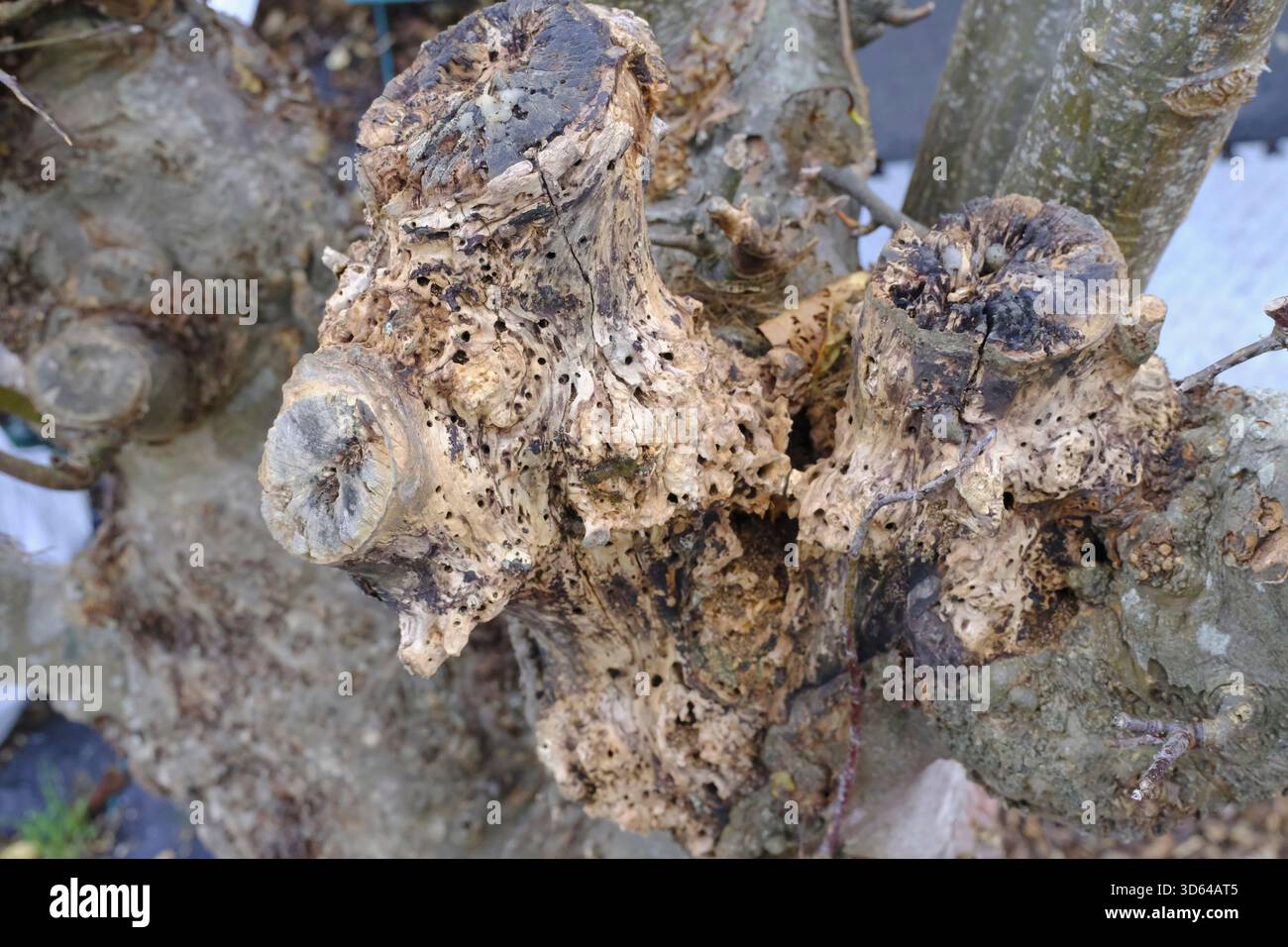 Close-up of small holes and textured damage in the bark of an old apple ...