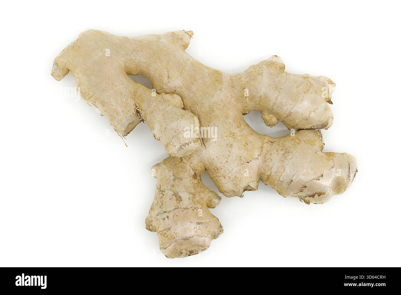 Organic ginger root isolated under studio light on bright white background. Stock Photo