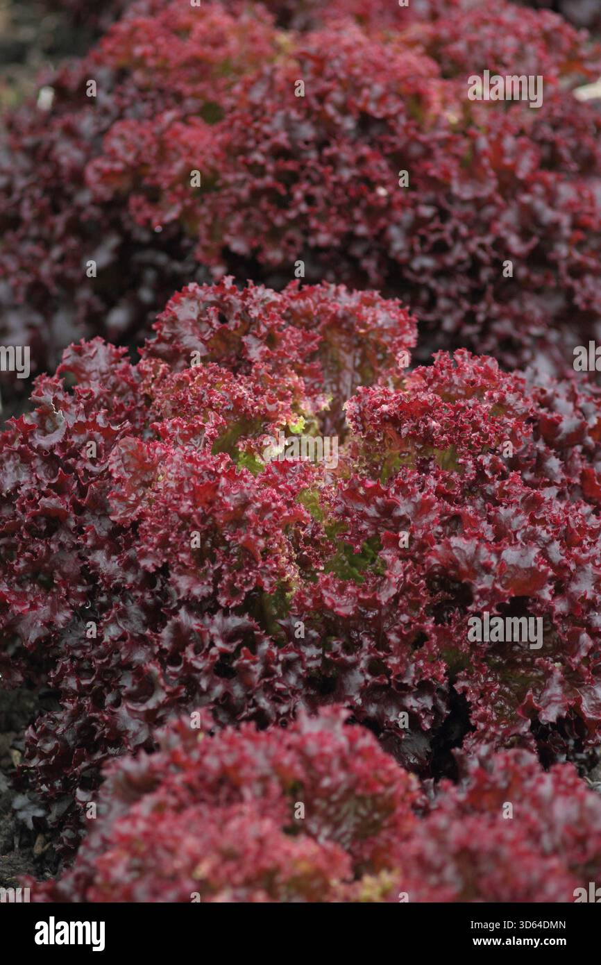 Lettuce Matador, deep red lollo rossa type lettuce with deeply crinkled ...
