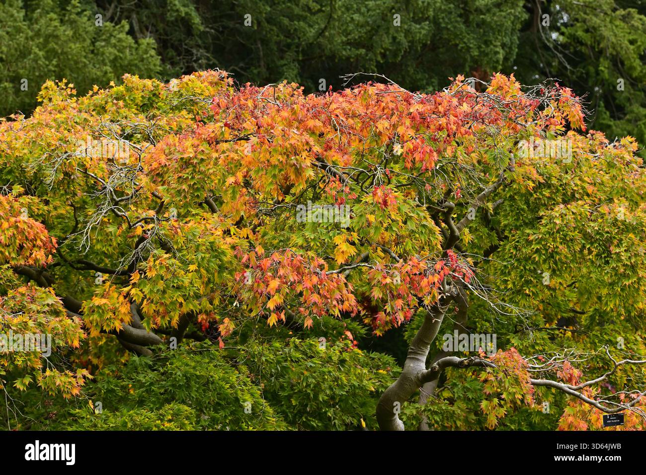 Japanese maple hi-res stock photography and images - Alamy