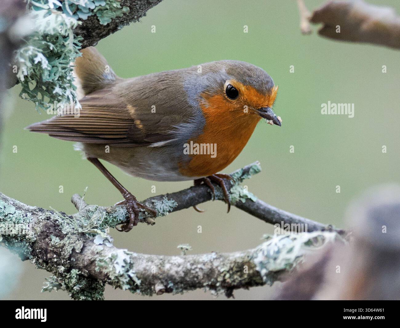 Observación de animales hi-res stock photography and images - Alamy