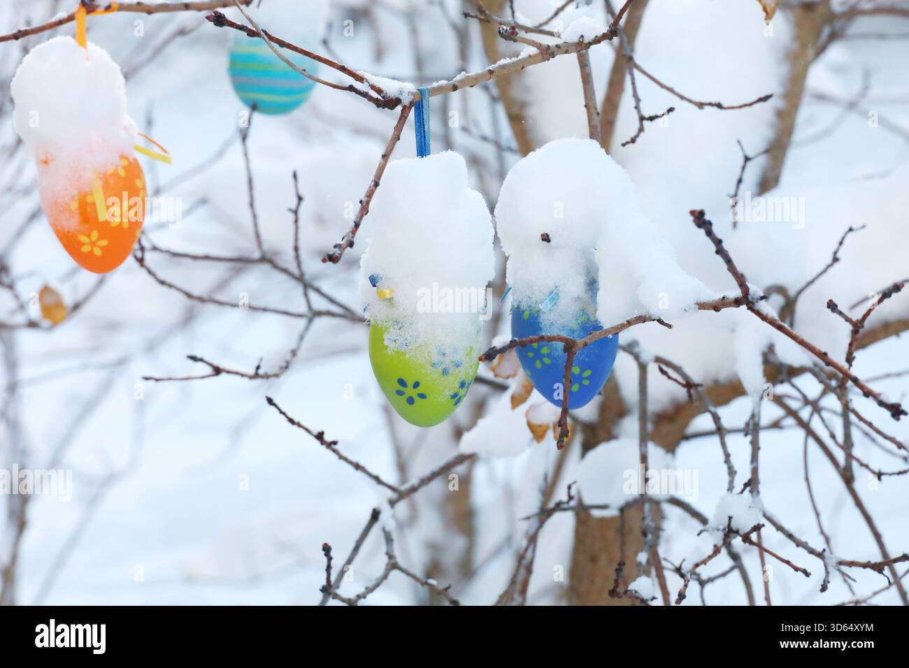 A tree branch covered in snow and decorated with Easter eggs Stock Photo