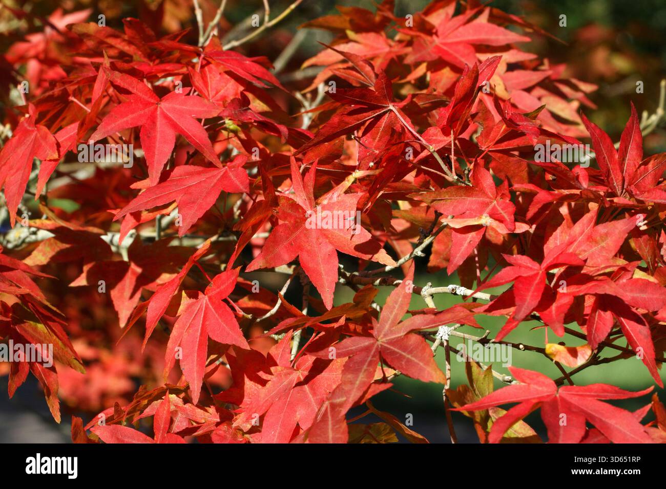 Acer pubipalmatum. Red autumn leaf colour. Stock Photo