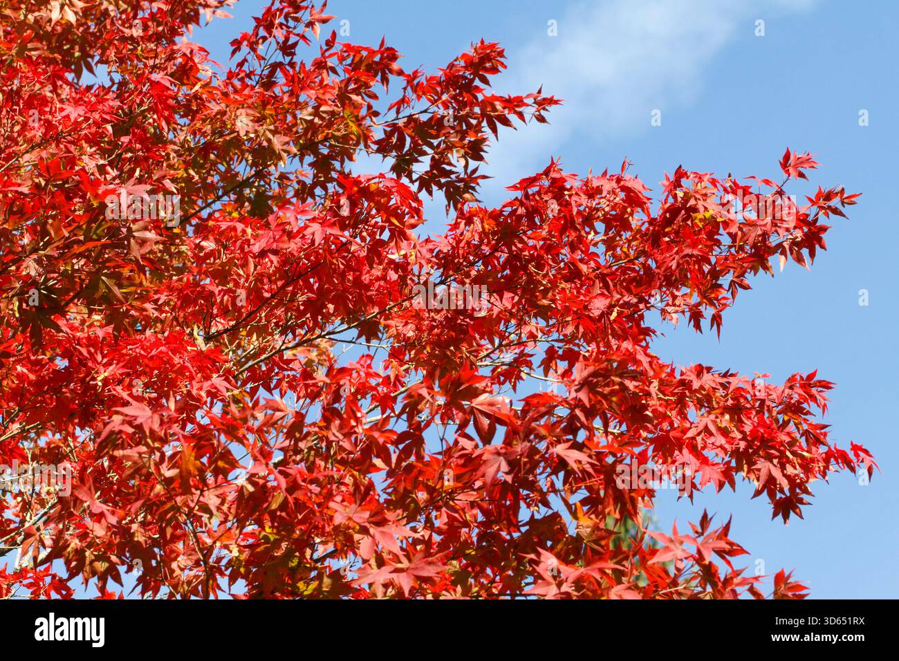 Acer pubipalmatum. Red autumn leaf colour. Stock Photo