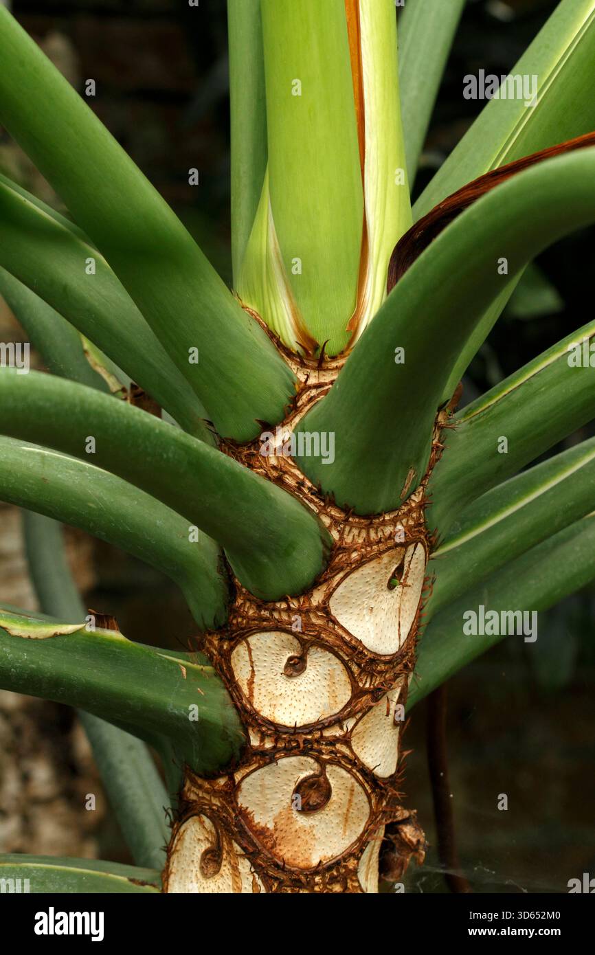 Horsehead philodendron hi-res stock photography and images - Alamy
