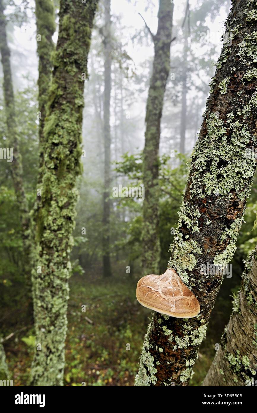 Birch porling (Piptoporus betulinus), on the trunk of a birch tree, Chamonix, France Stock Photo