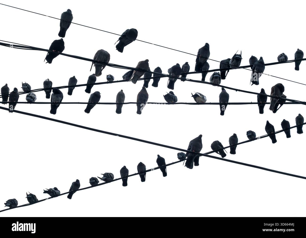 A flock of feral pigeons at rest resting on power lines in Vienna. In front of Wien Mitte shopping mall and station. Stock Photo