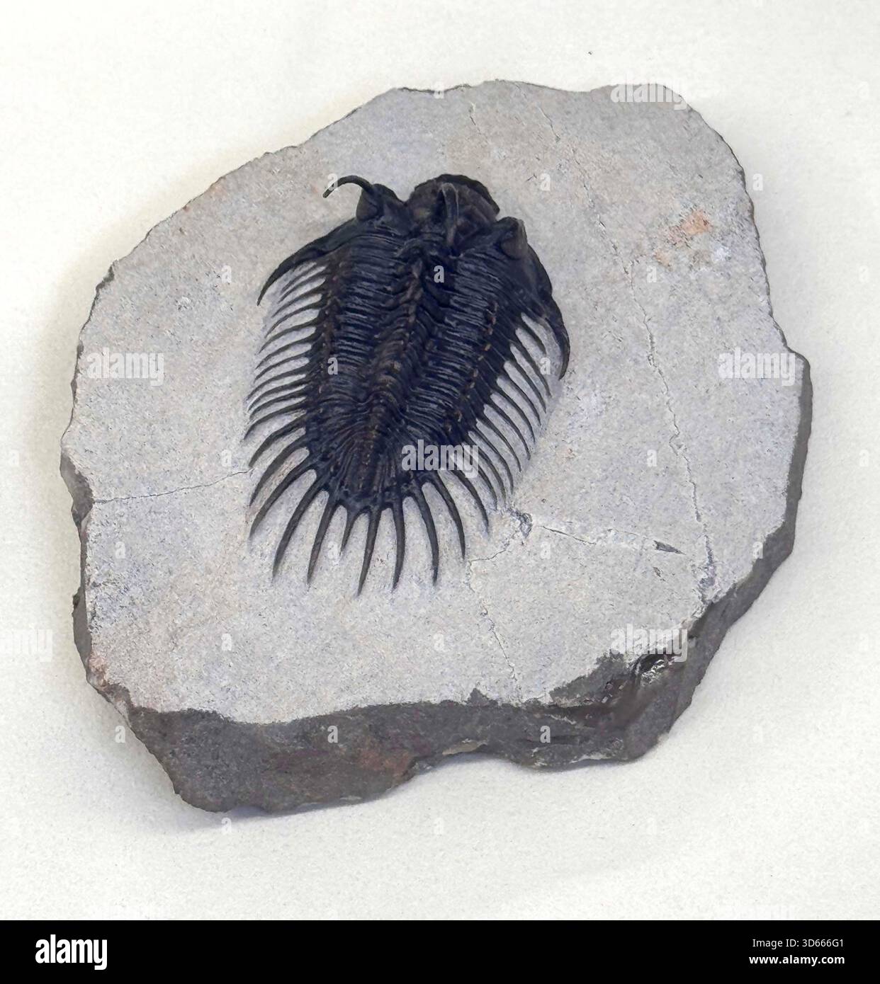 Fossile De Trilobite Leonaspis Chacaltayana - Qualité Supérieure, Provenance Bolivie, Période Silurien