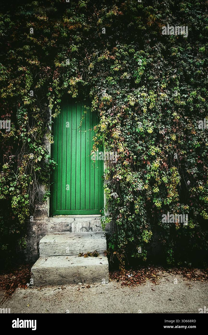 Green wooden door partially hidden by dense ivy-covered wall with stone steps leading up from the sidewalk - Smartphone Captured Stock Image