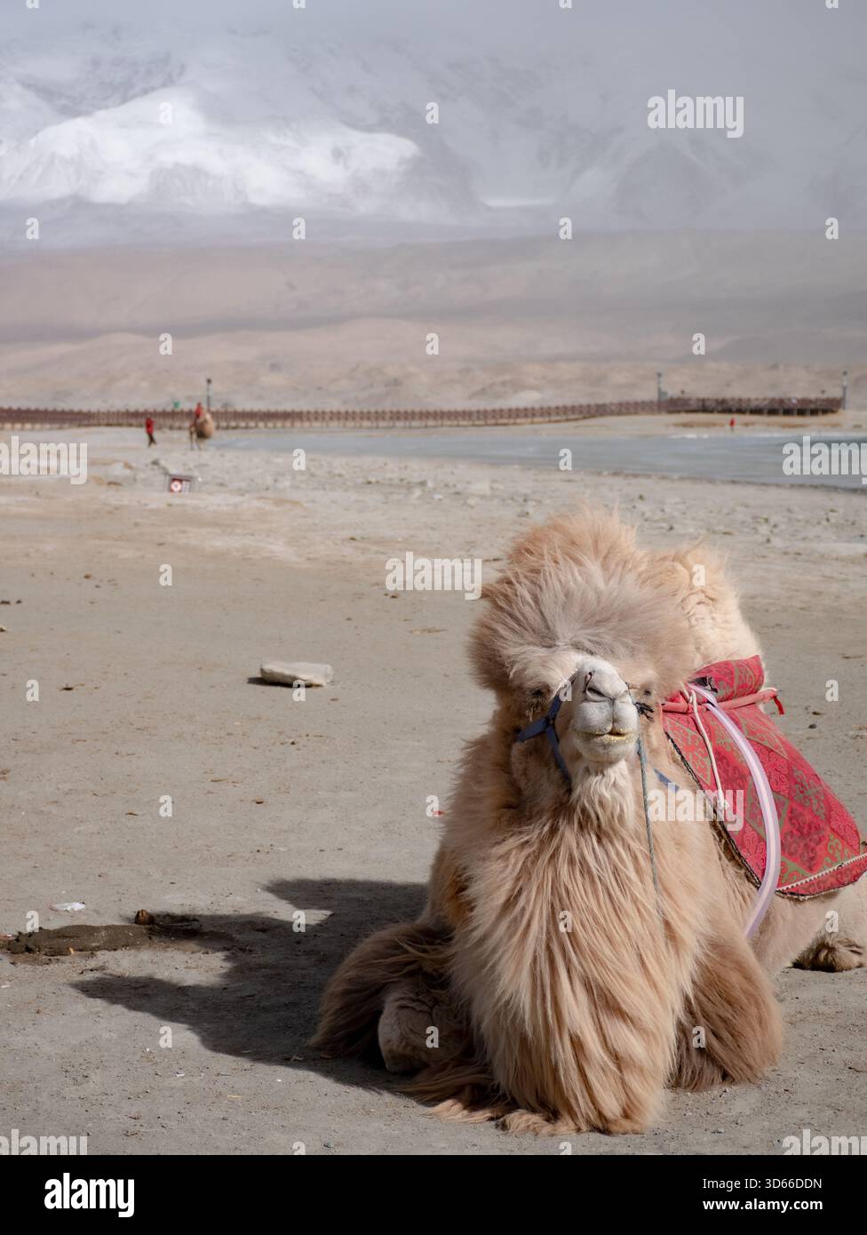 Camel in the snow-covered sand dunes of the Khongoryn Els in the