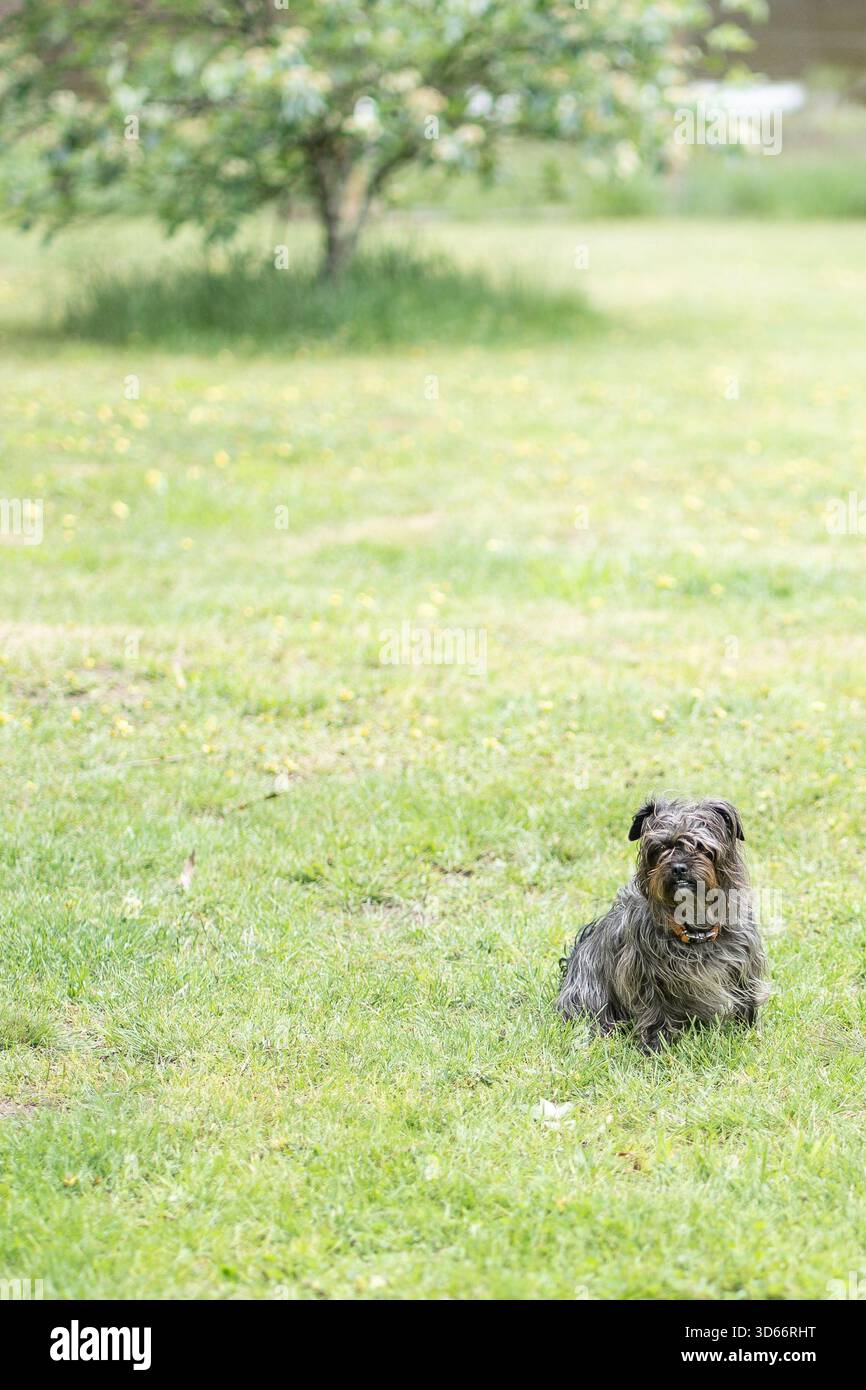 Scruffy black mutt on grass with tree in background Stock Photo