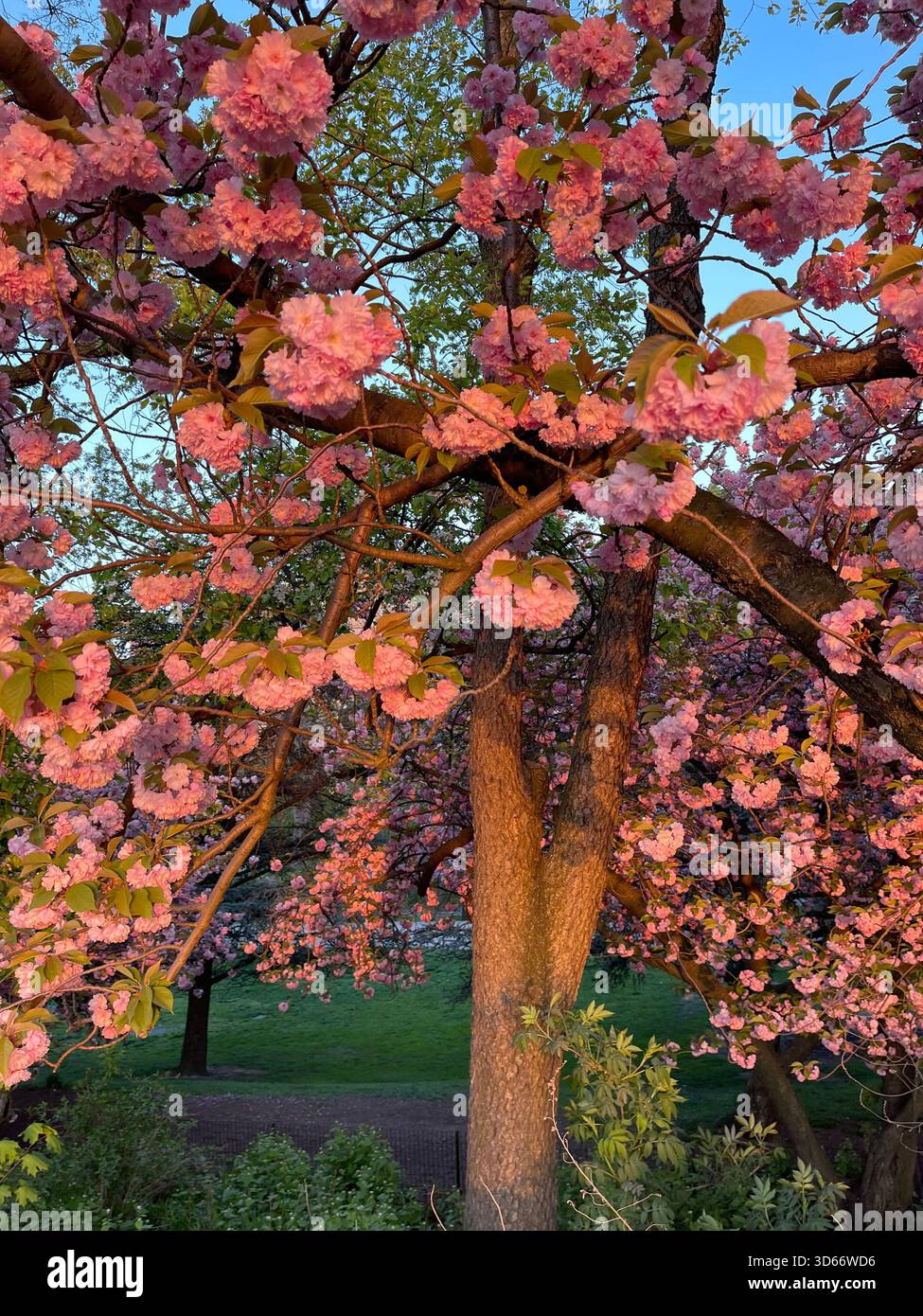 Sunlit spring cherry blossom smartphone stock photos and images - Alamy