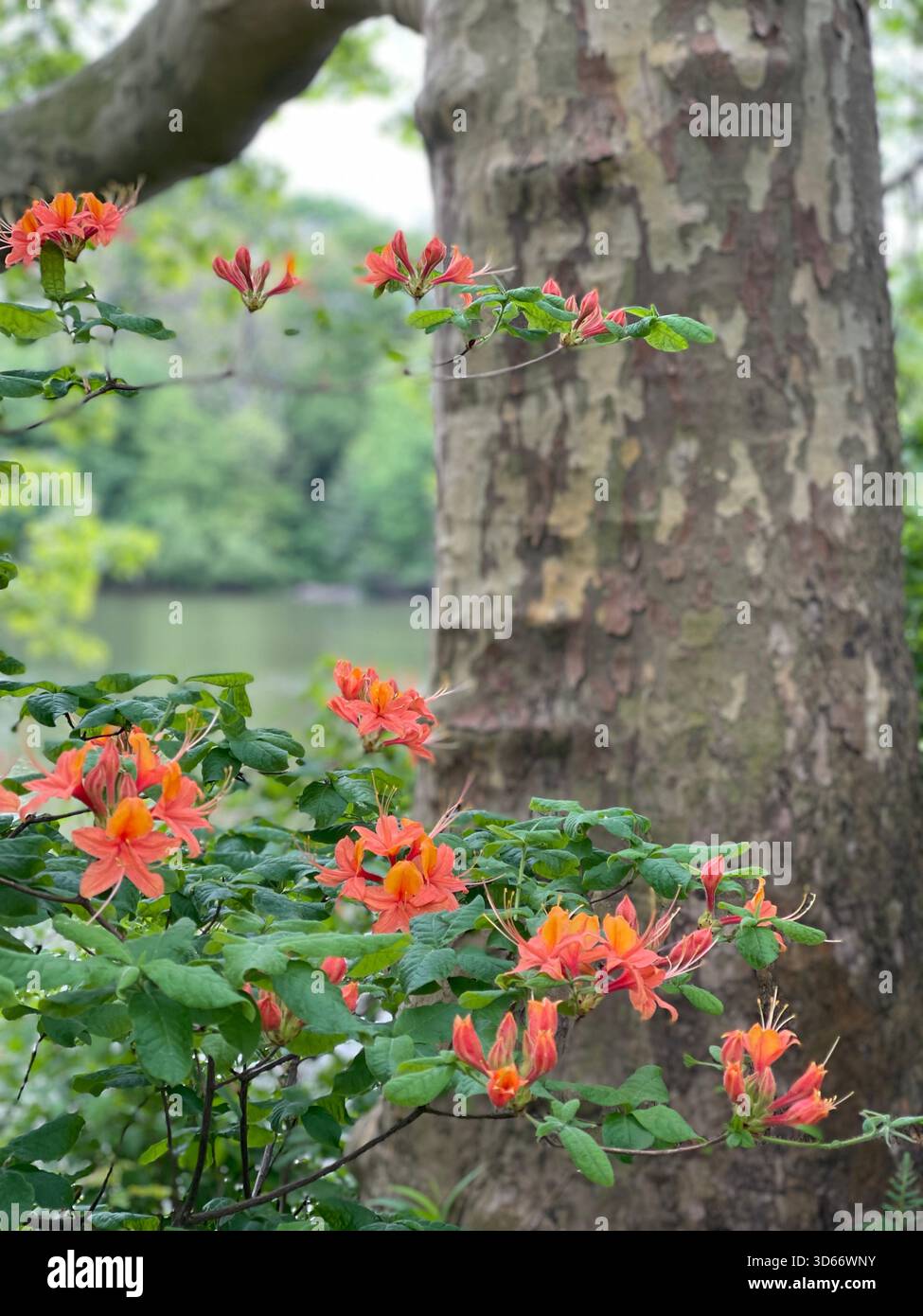 Flowers and trees awaken together in Central Park’s spring light. - Smartphone Captured Stock Image