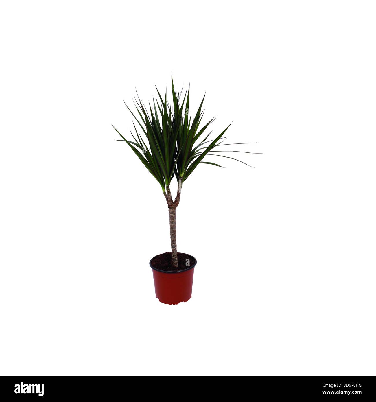 efeu tarnnetz MFH Tarnnetz 2 x 3 m online kaufen
