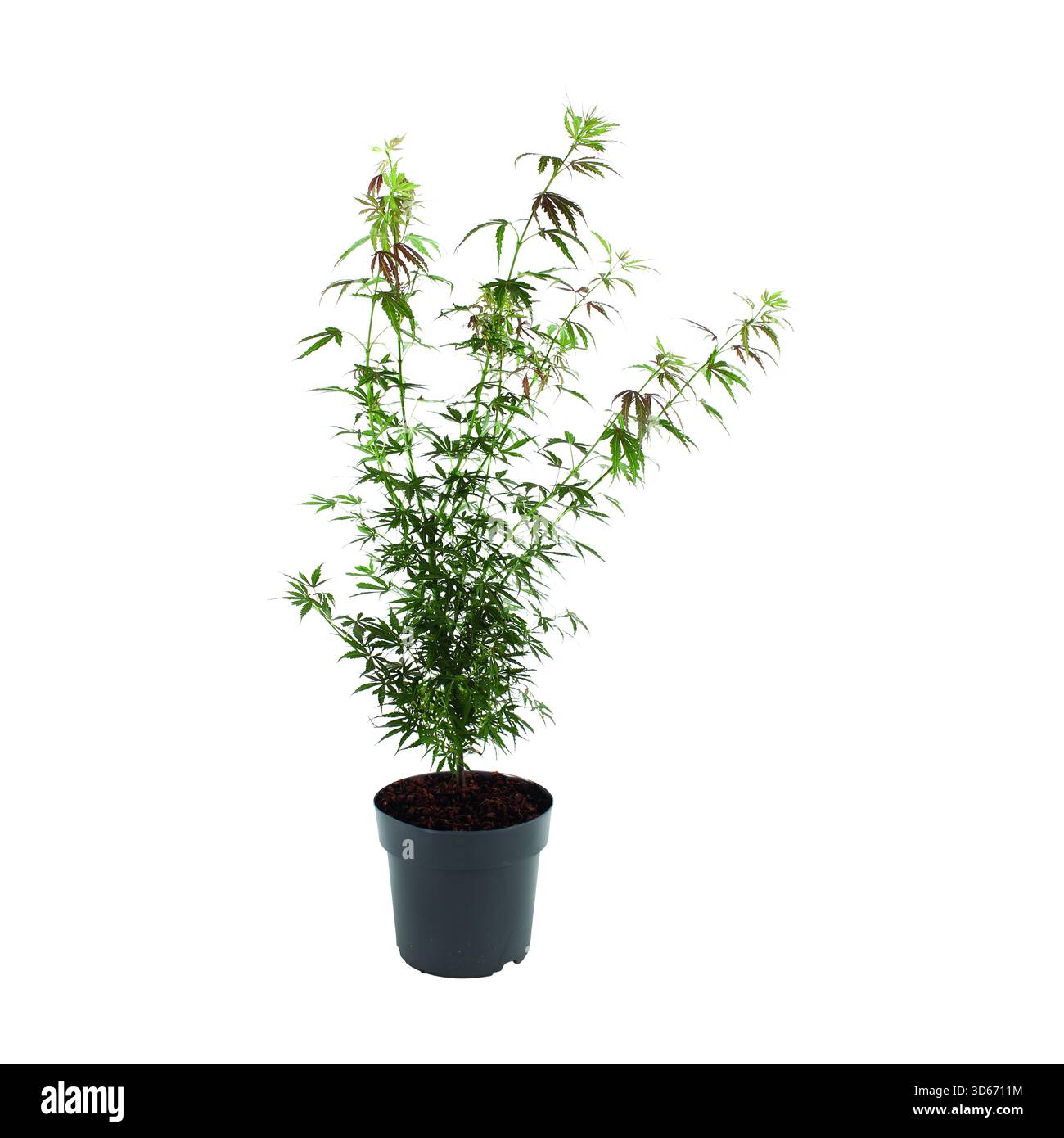 Acer palmatum variety Cut Out Stock Images & Pictures - Alamy