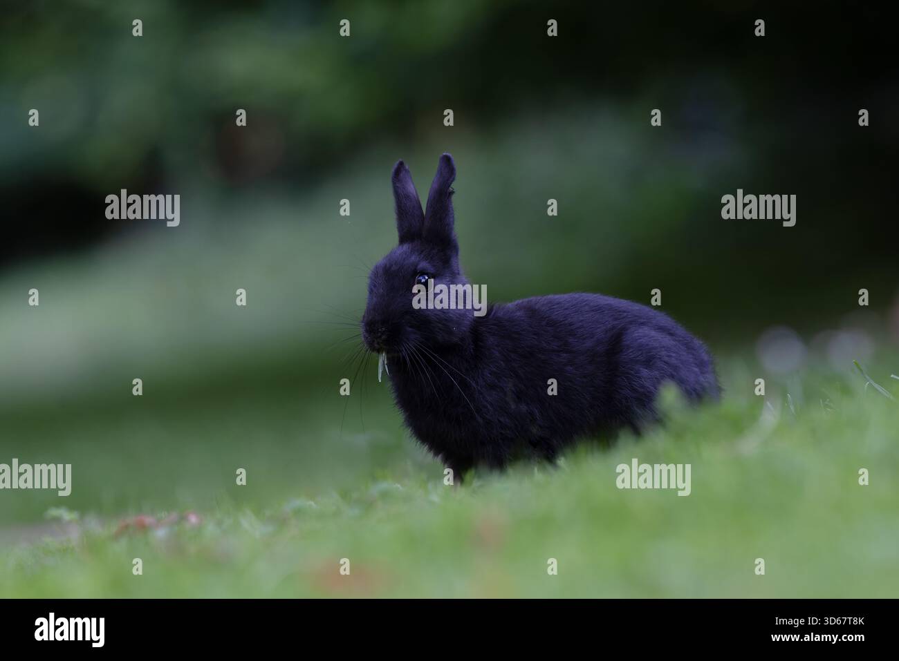 Rabbit (Oryctolagus cuniculus) Norwich June 2025 Stock Photo - Alamy