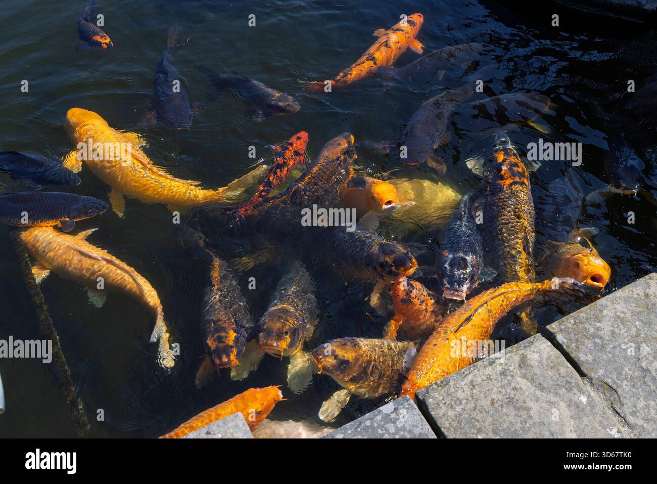 Koi fish begging for food hi-res stock photography and images - Alamy Koi fish begging for food hi-res stock photography and images - Alamy