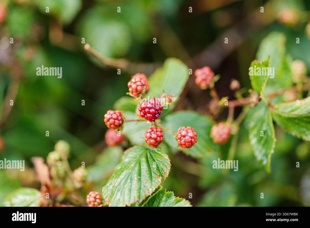 Red, unripe blackberries. Close-up. Detail. Blurred background. Stock Photo