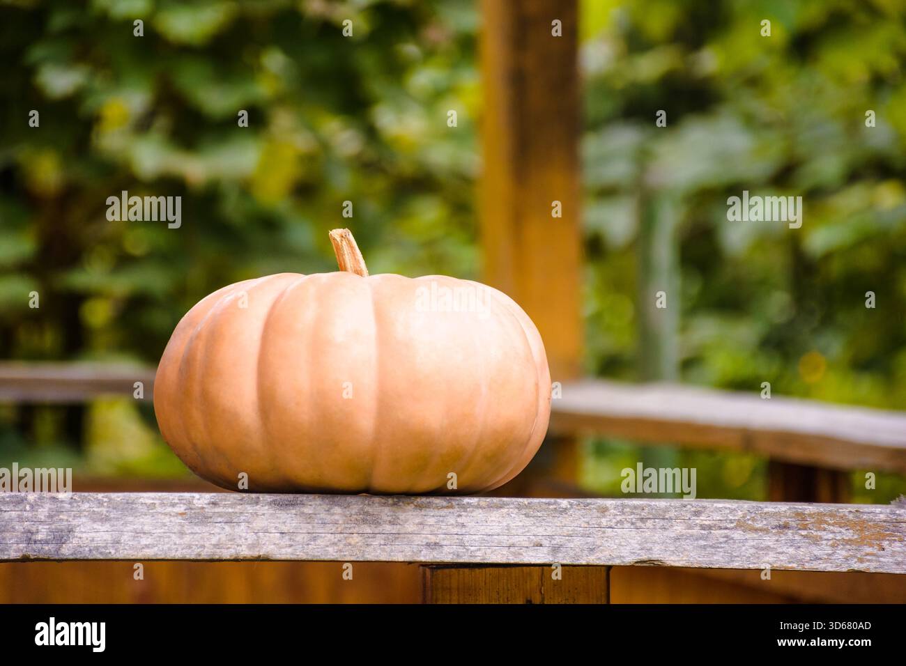 ripe muscat pumpkin autumn harvest. blurred background of rural outdoor environment. rustic terrace with wood plank. backdrop for halloween or thanksg Stock Photo