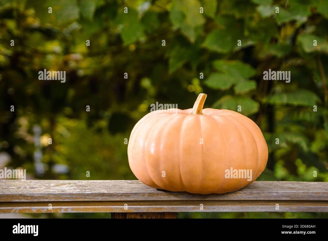 ripe muscat pumpkin autumn harvest. blurred background of rural outdoor environment. rustic terrace with wood plank. backdrop for halloween or thanksg Stock Photo