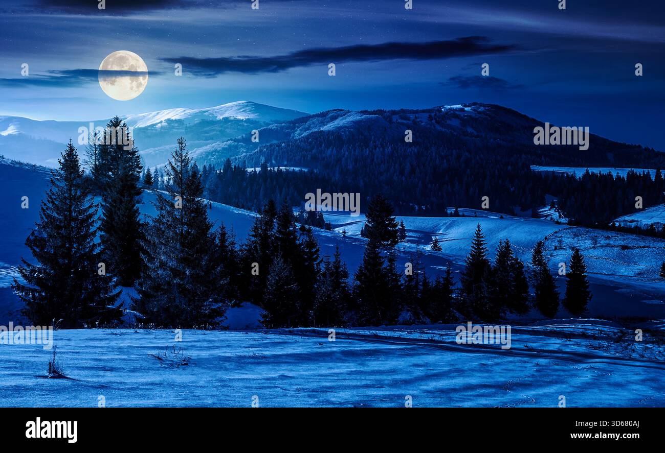 spruce forest on a meadow covered with snow in mountains at night. beautiful landscape in good winter weather in full moon light. background for fake Stock Photo
