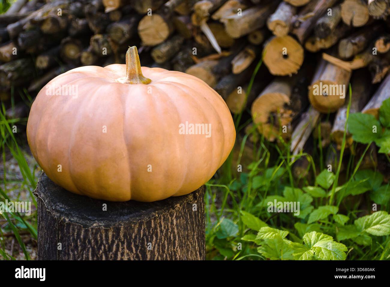 ripe muscat pumpkin autumn harvest. blurred background of rural outdoor environment. rustic garden with wood pile. backdrop for halloween or thanksgiv Stock Photo
