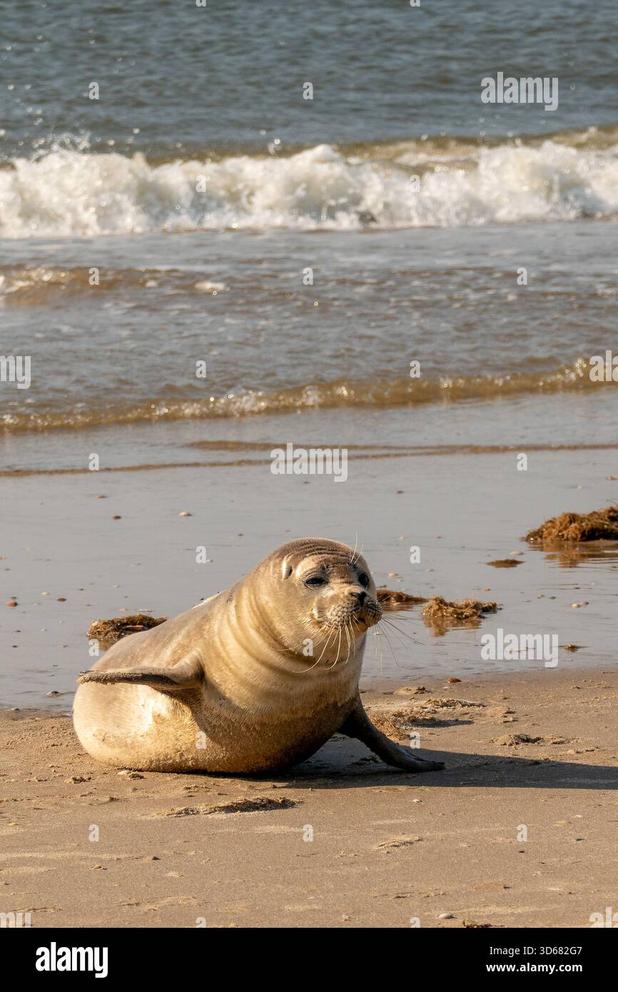 Harbor seal lies on sandy shore, sunbathing and resting at the water’s ...