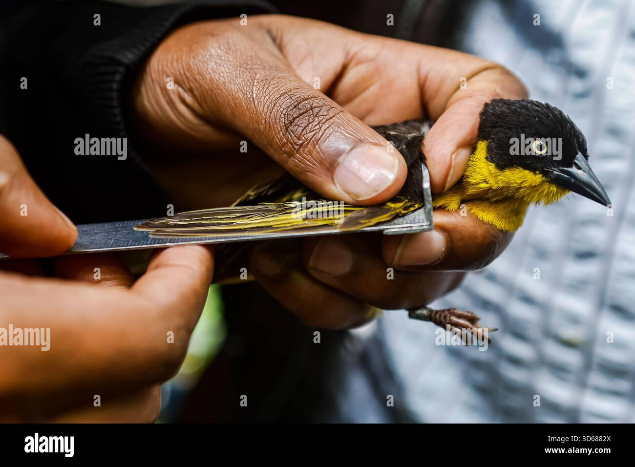 Bird Ringer A bird ringer at the National Museum of Kenya in Nairobi checking ...