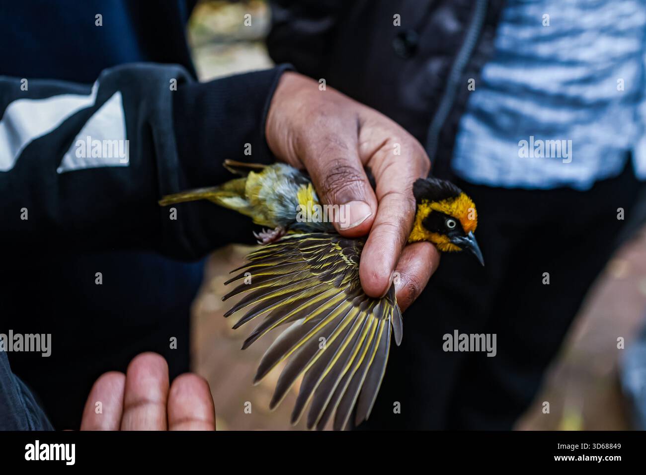Bird Ringing 4 A bird ringer at the National Museum of Kenya in Nairobi, checking the ...