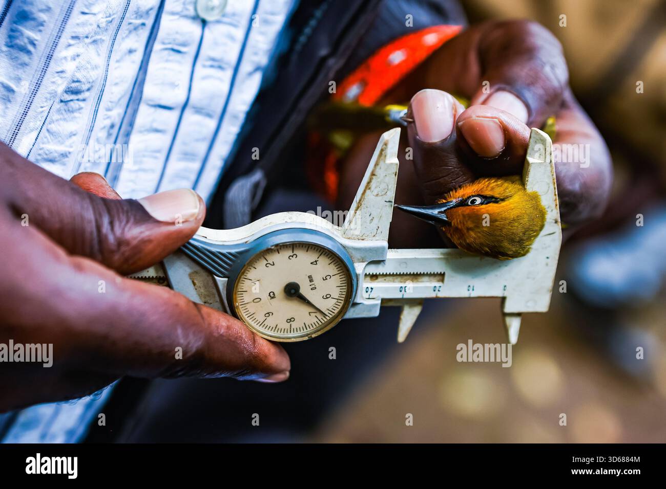 Bird Ringer A bird ringer measuring the beak of Baglafecht Weaver bird during a ...